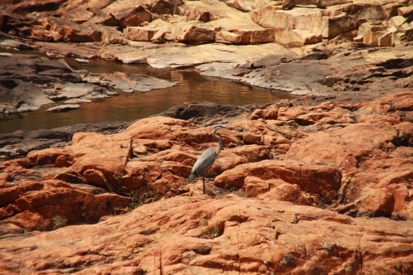 Great Blue Heron