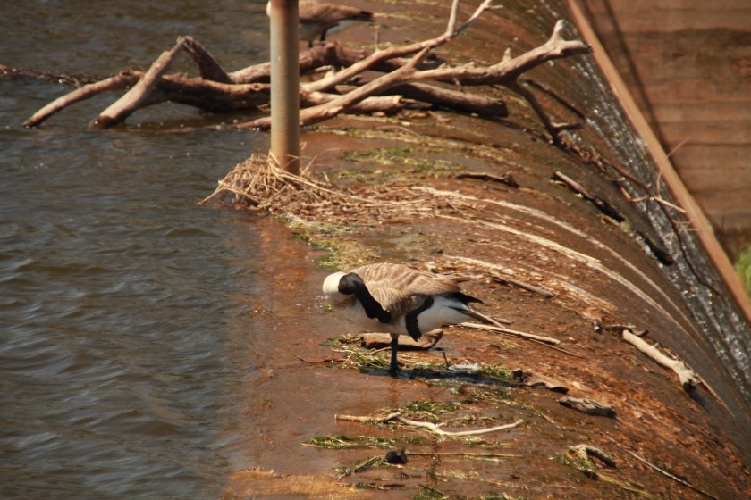 Canadian Goose