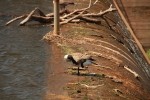 Canadian Goose