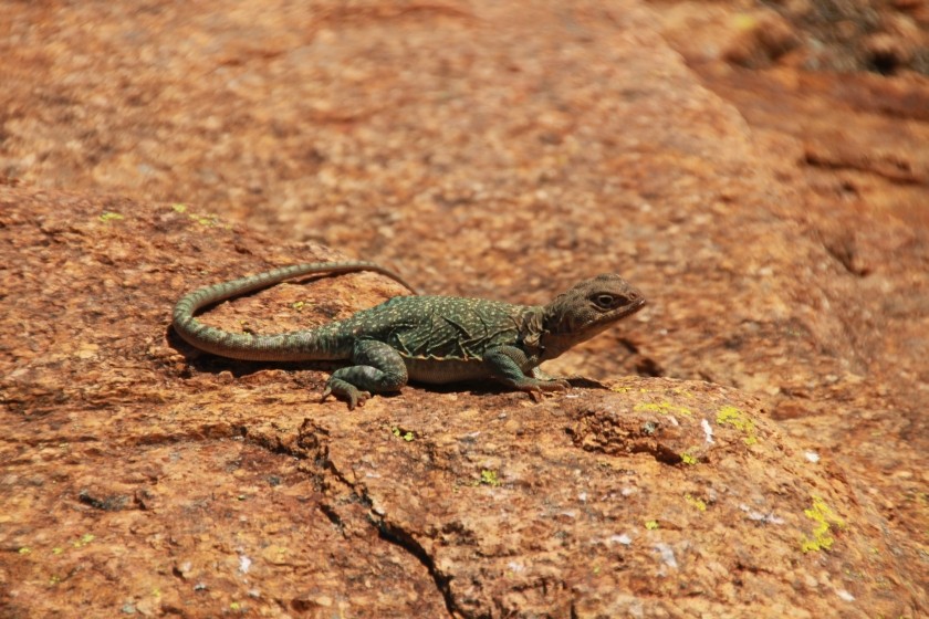 Eastern Collared Lizard