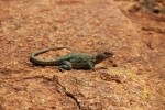 Eastern Collared Lizard