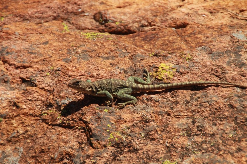 Eastern Collared Lizard
