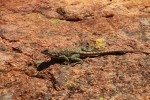 Eastern Collared Lizard