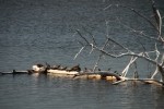 Turtle Party Boat