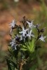 Eastern Bluestar