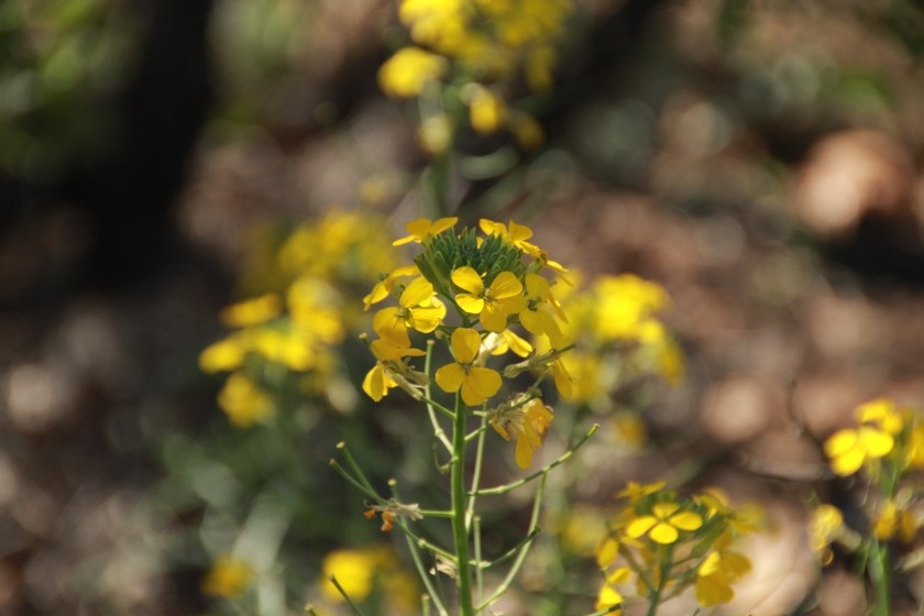 Field Mustard Flower