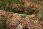 Eastern Collared Lizard