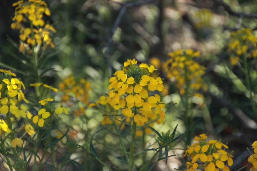 Field Mustard Flower