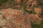 Eastern Collared Lizard