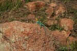 Eastern Collared Lizard