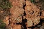 Eastern Collared Lizard