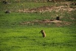 Prairie Dog