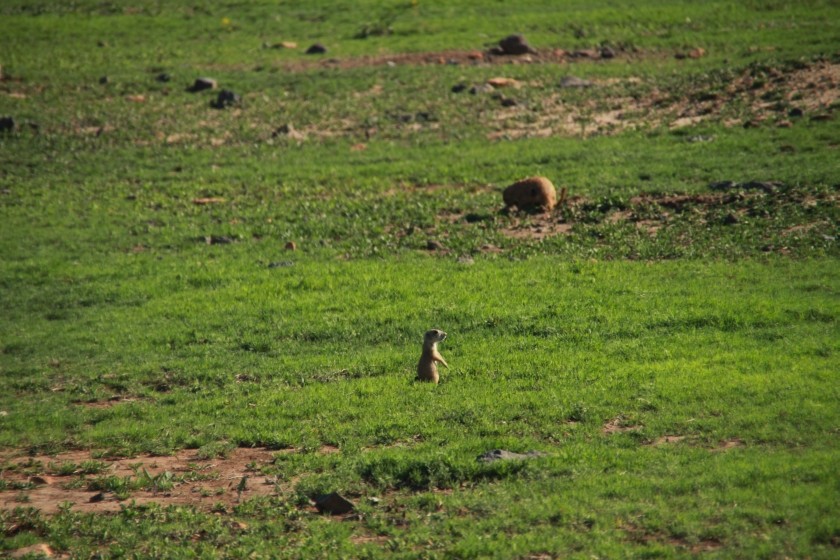 Prairie Dog Pup