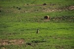 Prairie Dog Pup