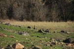 Prairie Dog Lookout