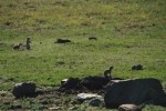 Prairie Dog Pups