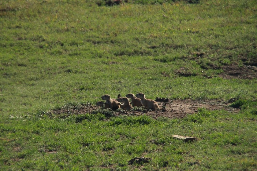 Prairie Dog Pups