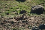 Prairie Dog