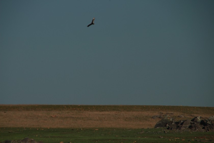 Turkey Vulture
