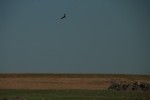 Turkey Vulture