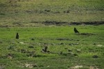 Prairie Dog and Crow