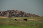 Great Plains Bison