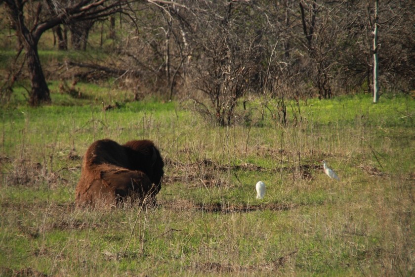 Great Plains Bison and Cattle Egrets