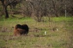 Great Plains Bison and Catttle Egrets