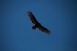 Turkey Vulture