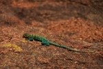 Eastern Collared Lizard