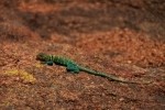 Eastern Collared Lizard