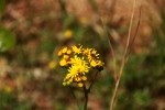 Golden Ragwort