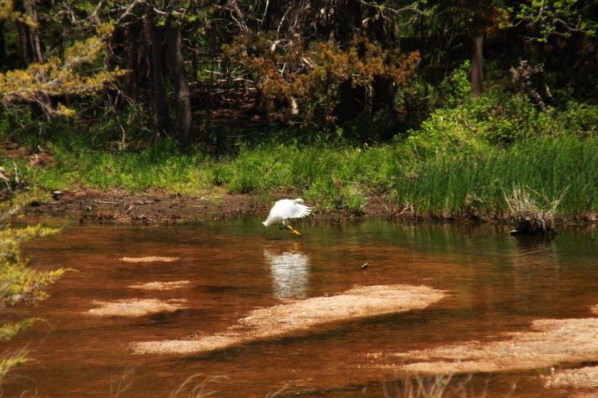 Snowy Egret Fishing Dance