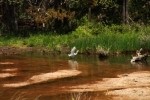 Snowy Egret Corraling Fish