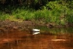 Snowy Egret Laying Low