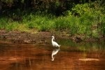 Snowy Egret Tracking Fish