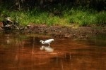 Snowy Egret Ready to Strike