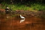 Snowy Egret Eating Fish