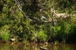 Snowy Egret in Tree