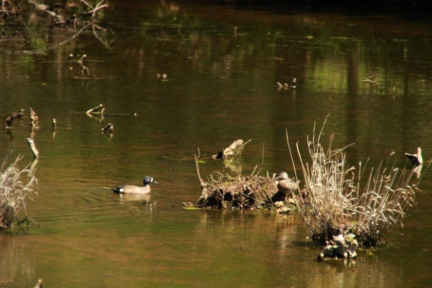 Blue-winged Teal Duck