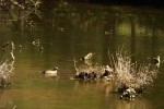 Blue-winged Teal Duck