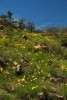 Lanceleaf Coreopsis Hillside