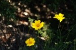 Lanceleaf Coreopsis