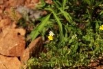 Yellow Wood Sorrel