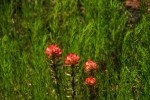 Indian Paintbrush