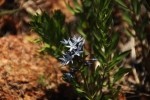 Eastern Bluestar