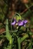 Ohio Spiderwort Flower