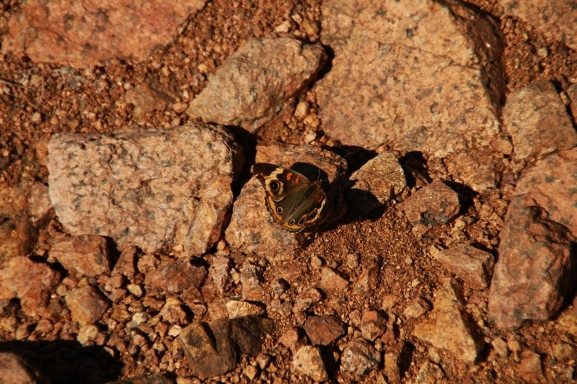Common Buckeye Butterfly