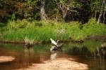 Snowy Egret