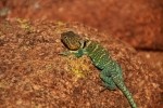 Eastern Collared Lizard